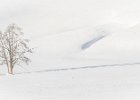 Sue Richardson_ Lone Tree (The Cooper Cup for Best Pictorial Print).jpg : Hayden Valley, USA Yellowstone Montana Wyoming Idaho winter
